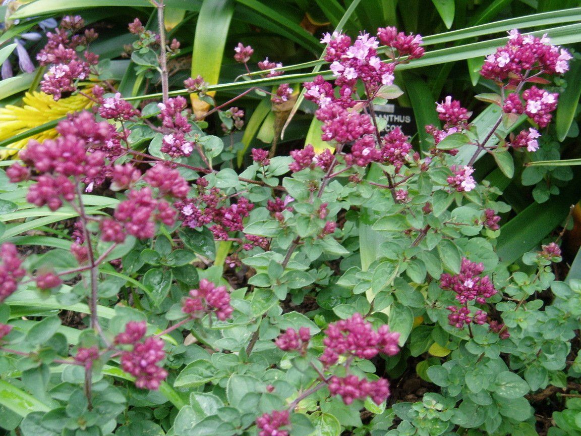 A bush with purple flowers and green leaves