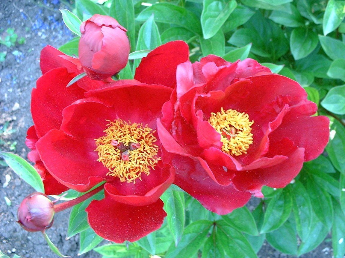 A close up of a red flower with a yellow center