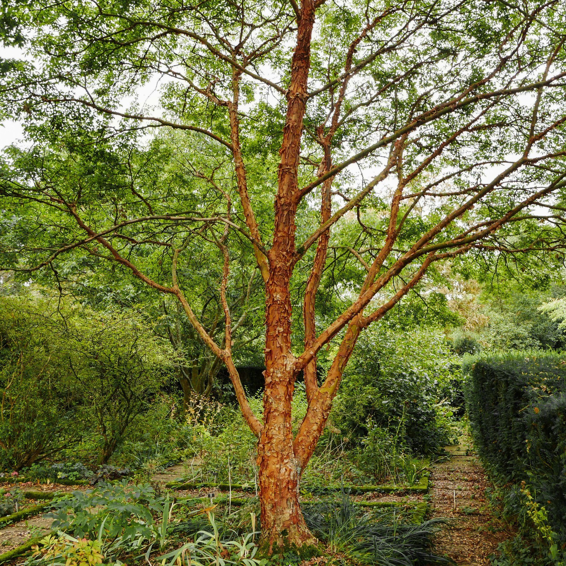 A large tree with lots of branches and leaves in a garden.