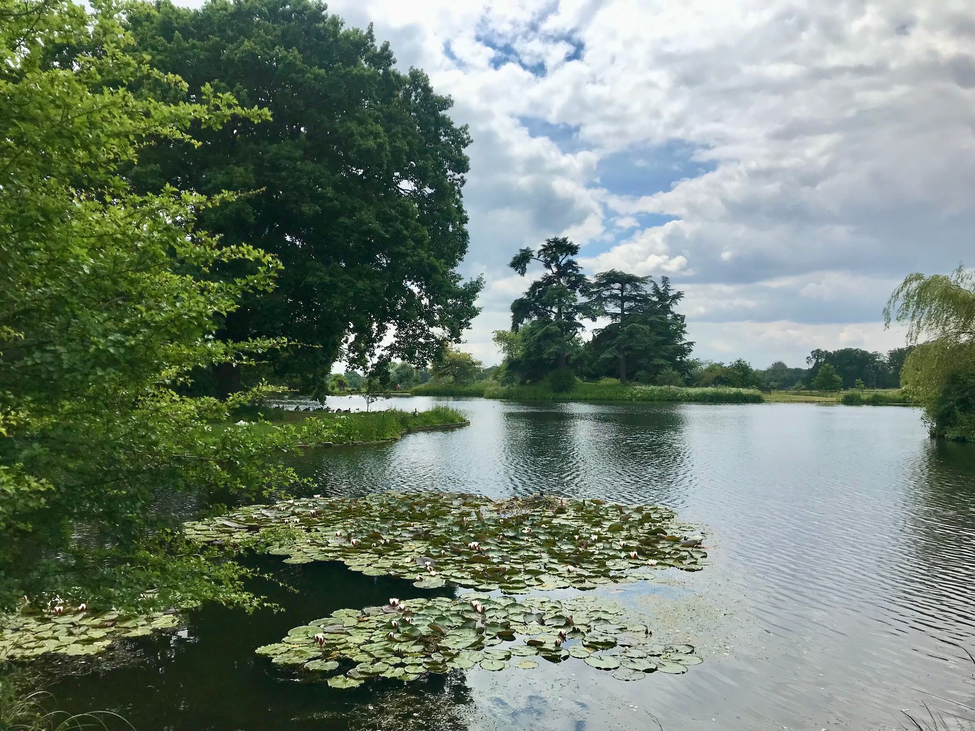 A large body of water surrounded by trees on a cloudy day