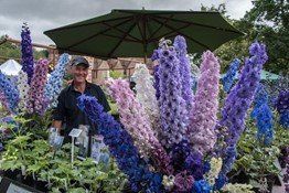 A man is standing in front of a bunch of purple and blue flowers.