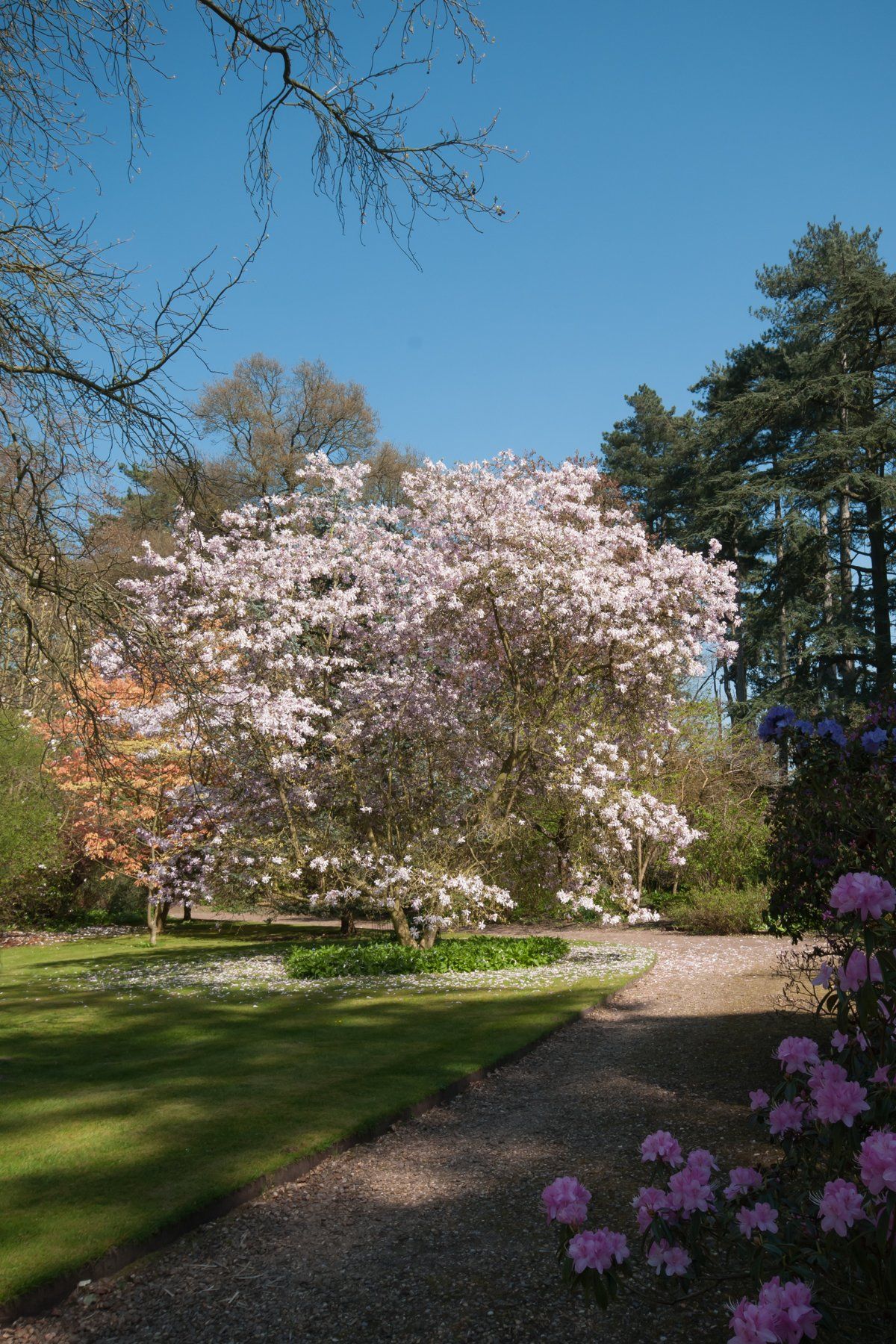 A cherry blossom tree in a park with purple flowers in the foreground.