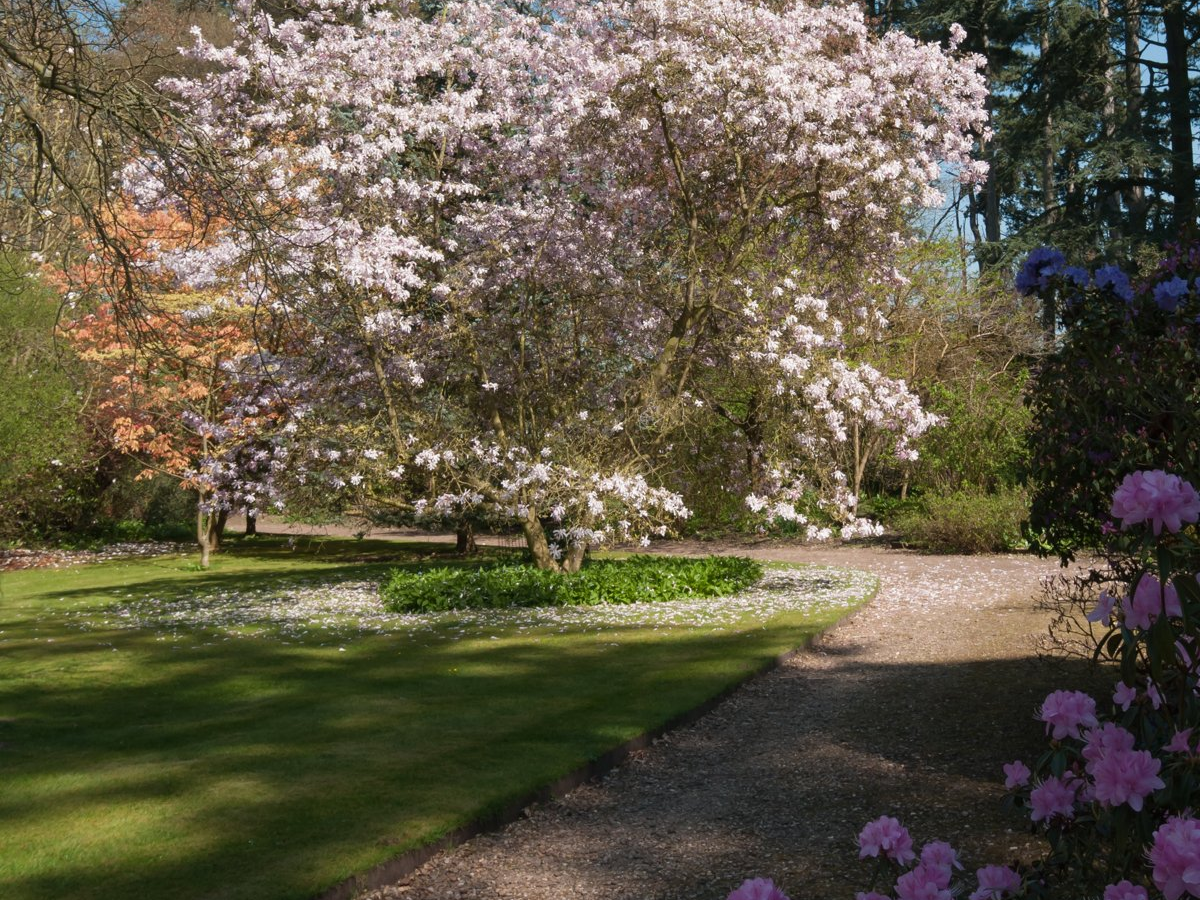 A tree with pink flowers is in the middle of a park.