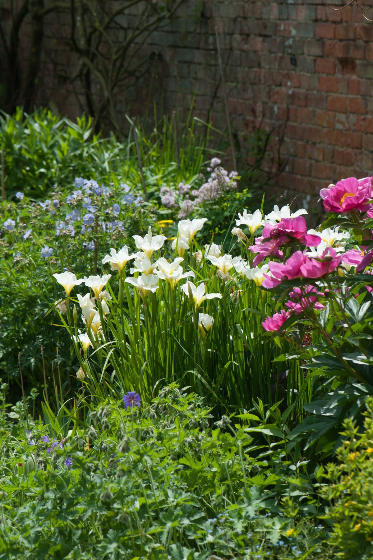 A vibrant garden in bloom at Spetchley Park Estate, bursting with colourful flowers and lush plants.