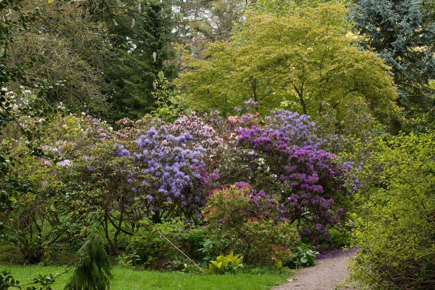 A path in a park surrounded by trees and flowers