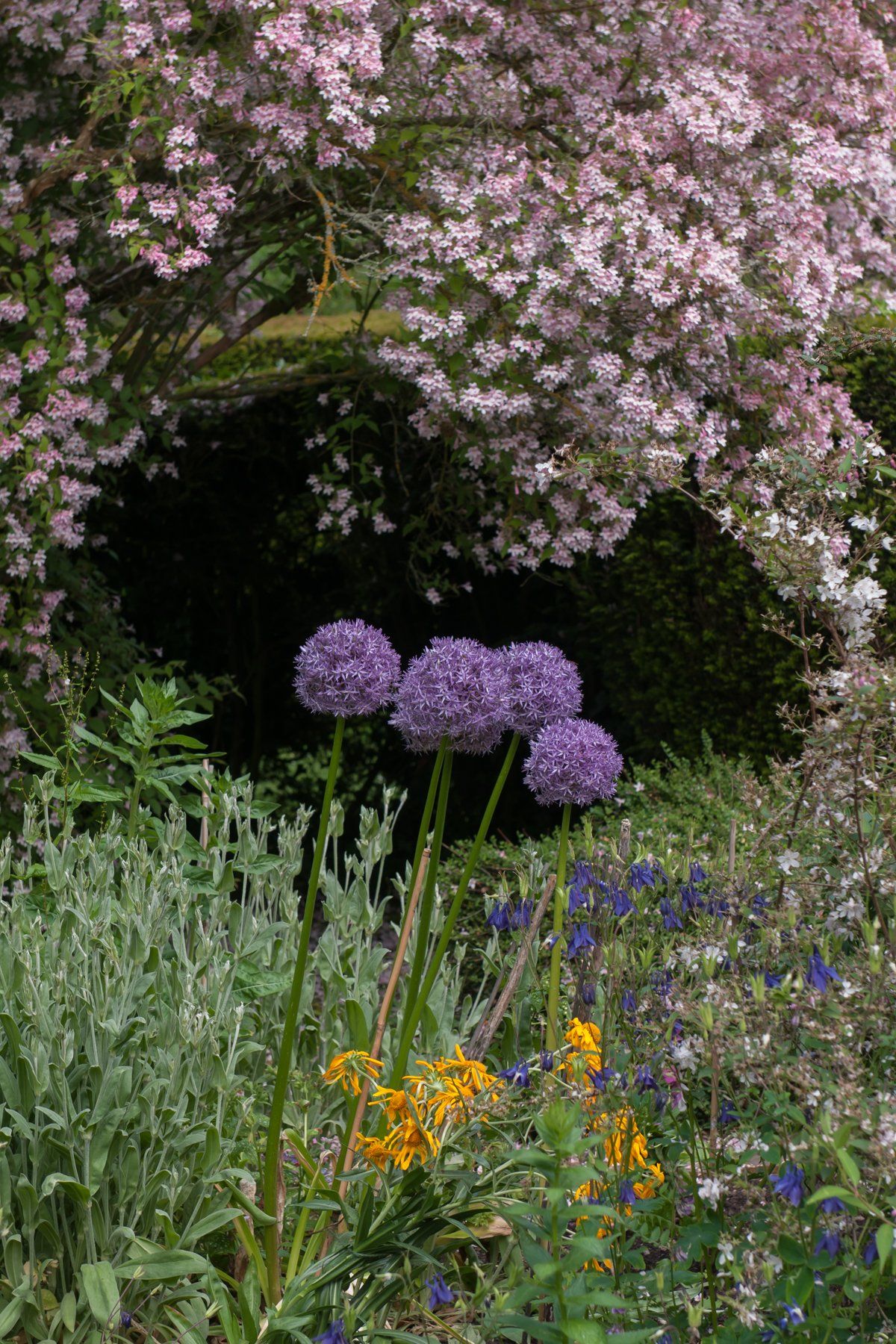 Rhododendrons and azaleas in a spring pallet of pinks and purples with cyclamen, scilla, primula and meconopsis emerging below them