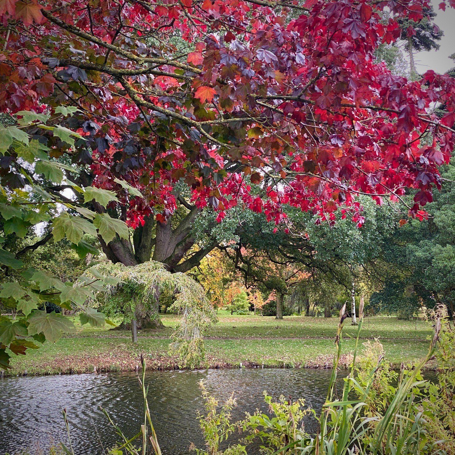 A tree with red leaves is in a park next to a pond.