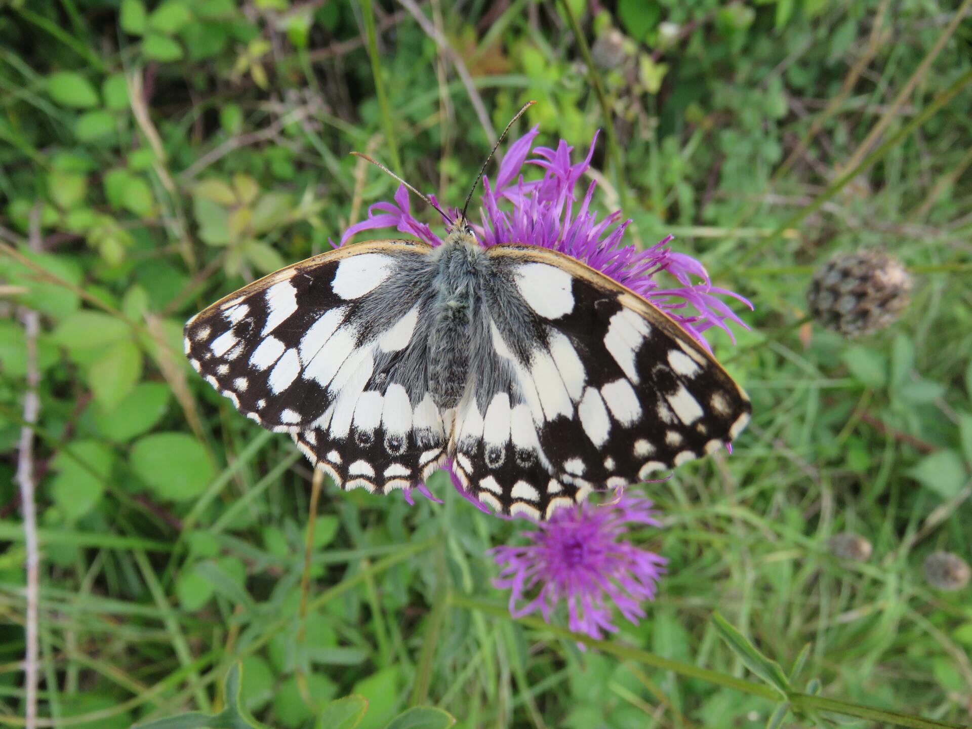 A black and white butterfly is sitting on a purple flower