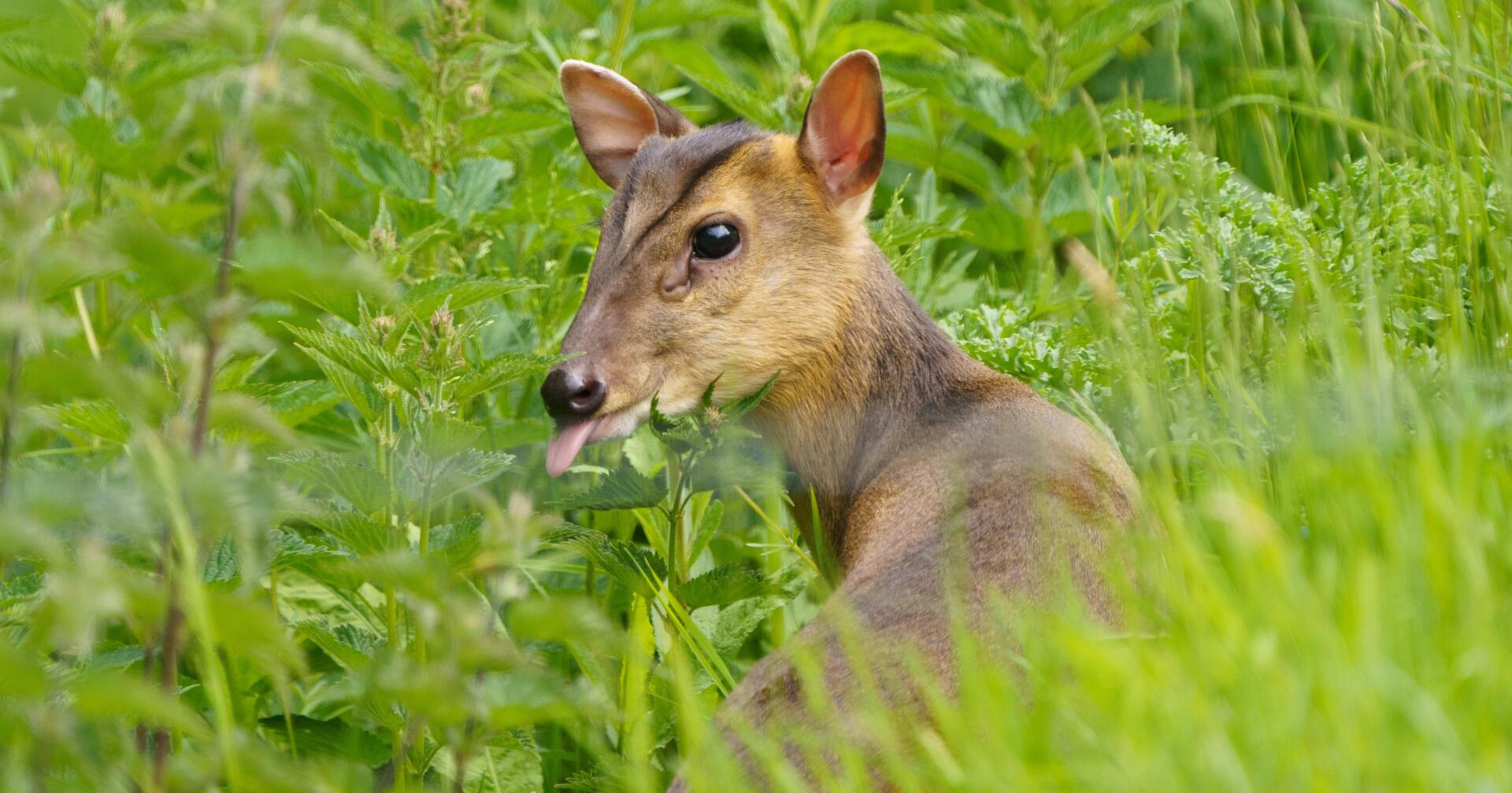 A deer is sticking its tongue out in the grass.