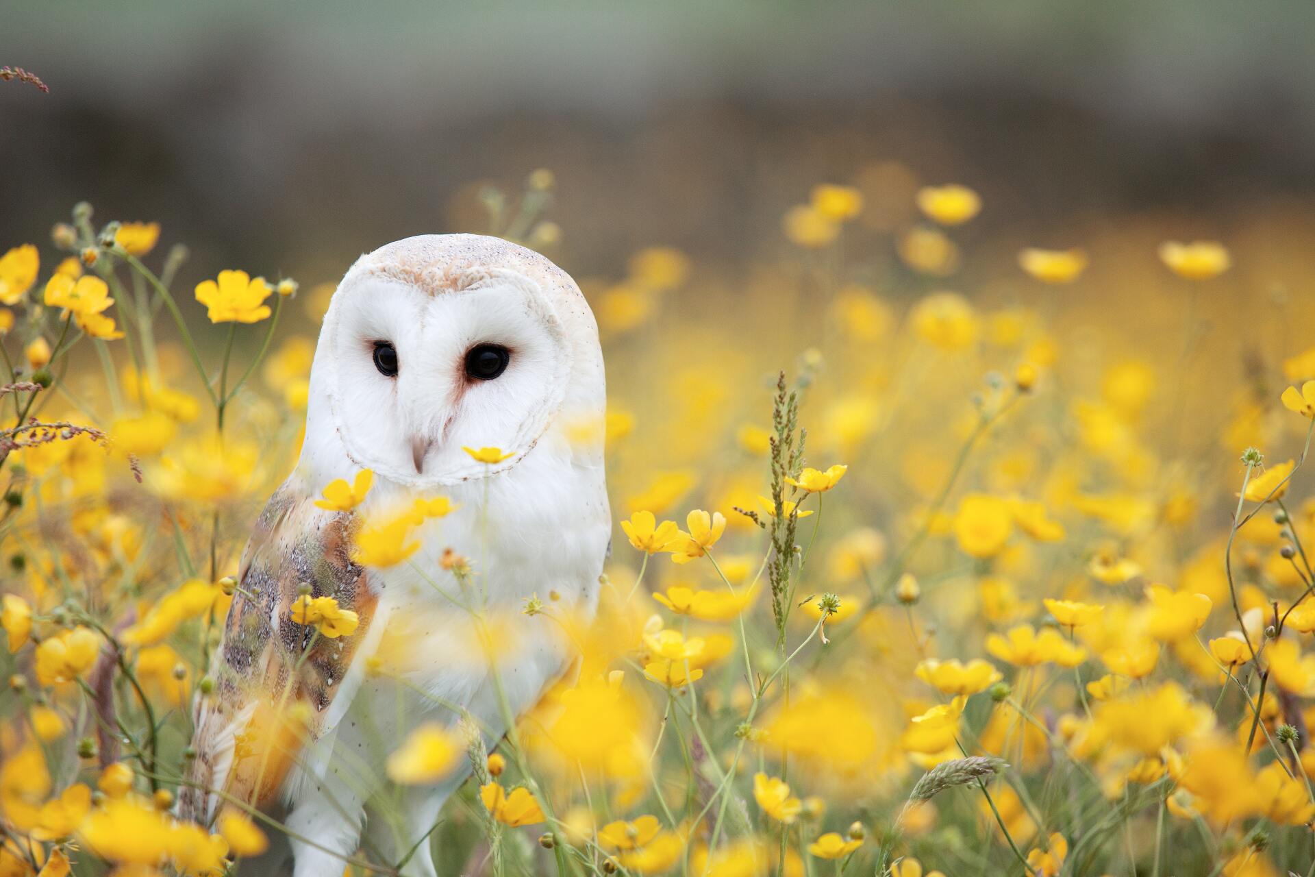A barn owl is sitting in a field of yellow flowers