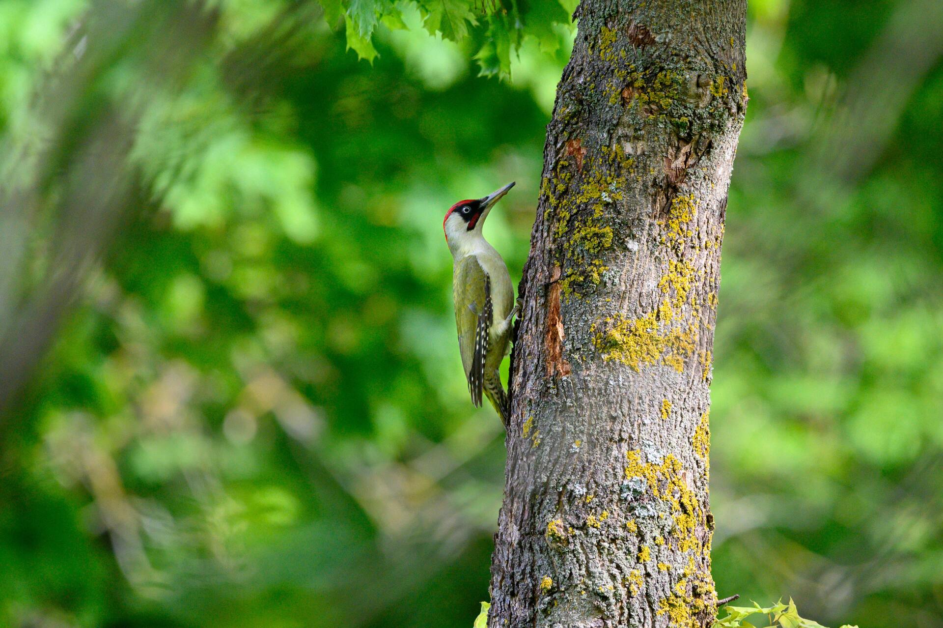 A green woodpecker perched on a tree trunk