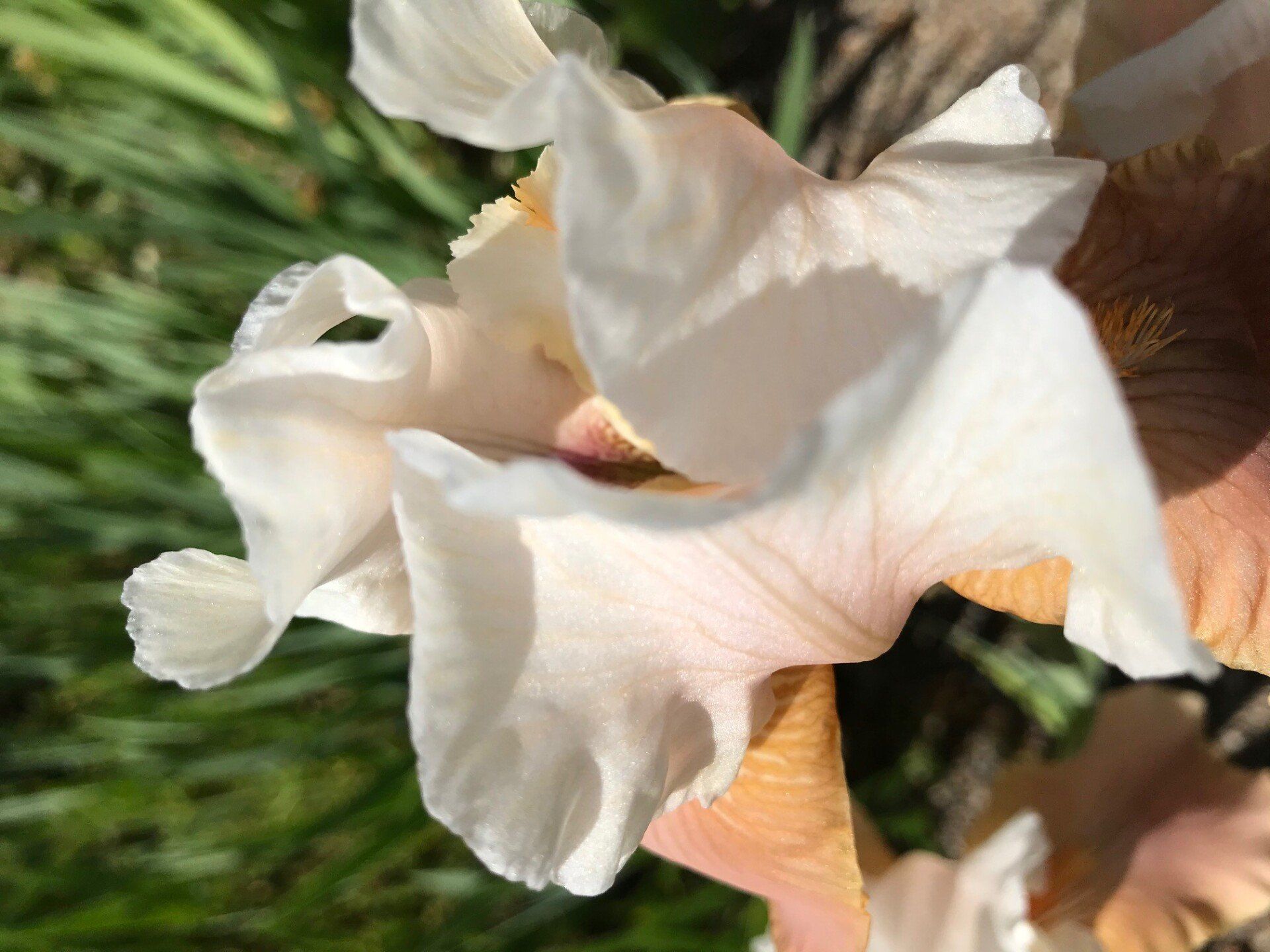 A close up of a white flower in the grass.