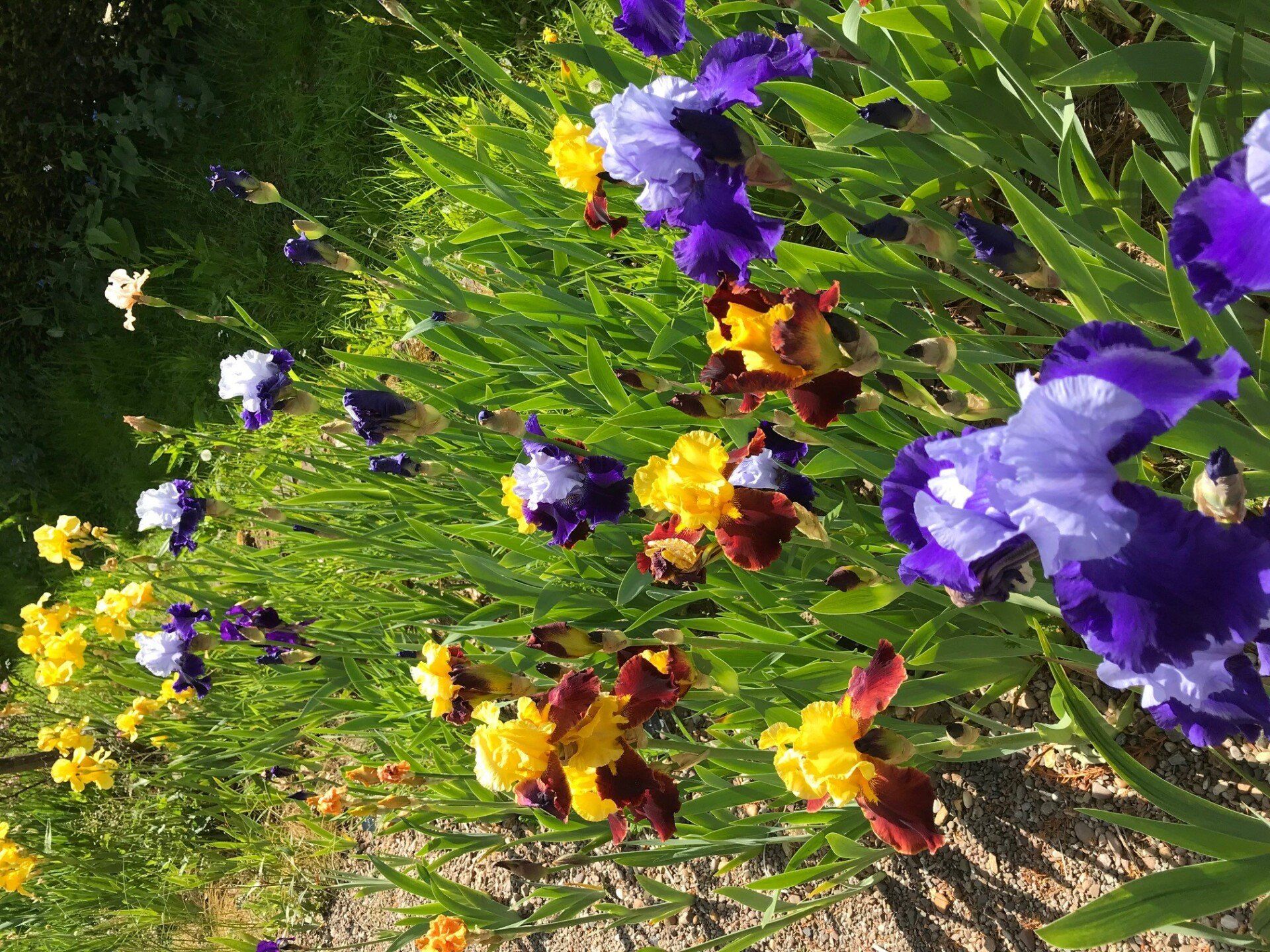 A bunch of purple and yellow flowers are growing in a garden