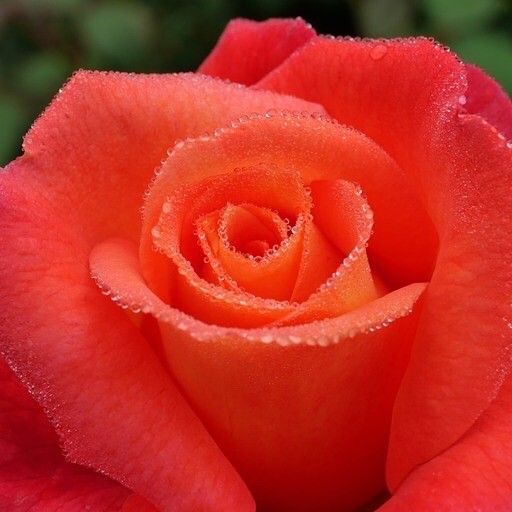 A close up of a red rose with water drops on the petals