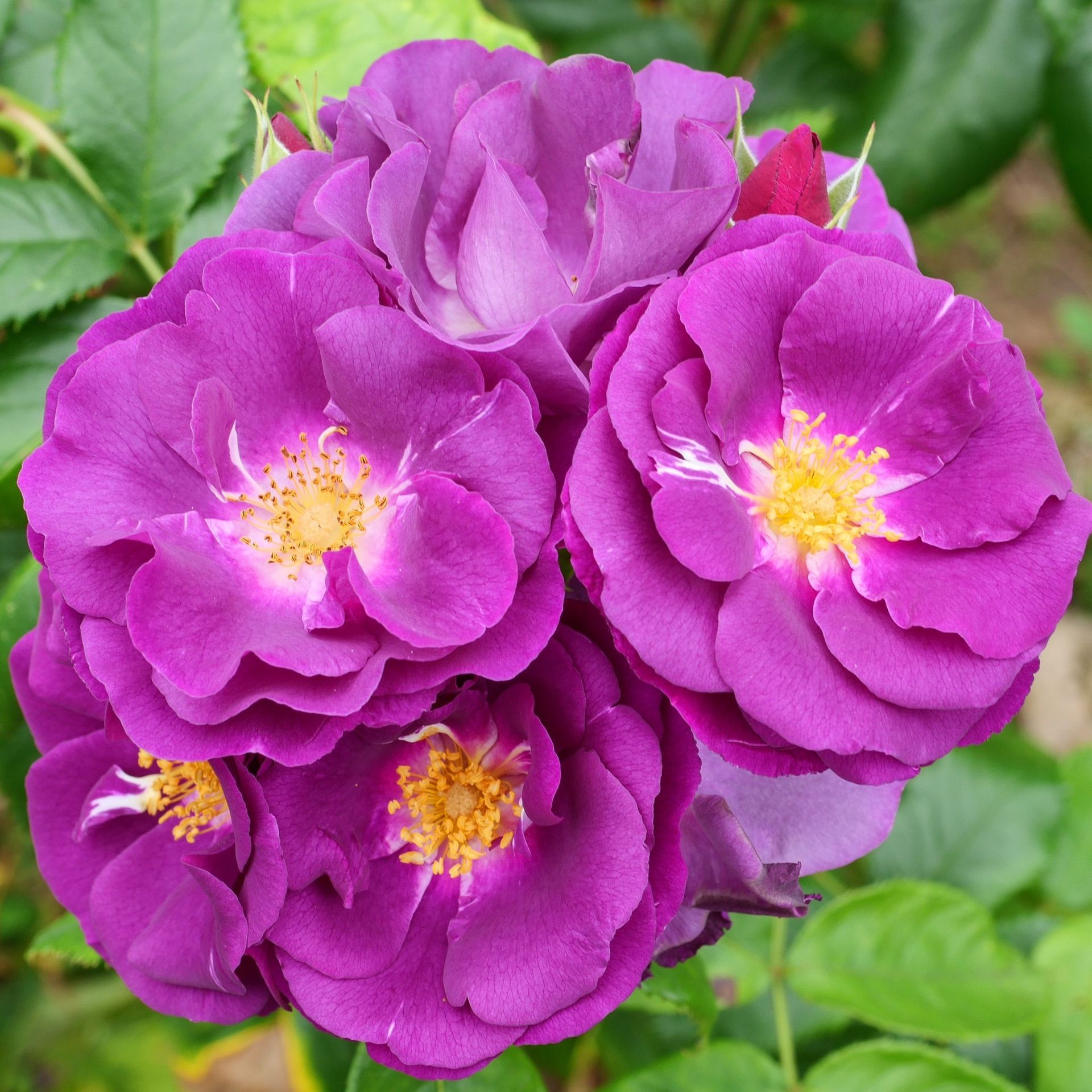 A bunch of purple flowers with yellow centers