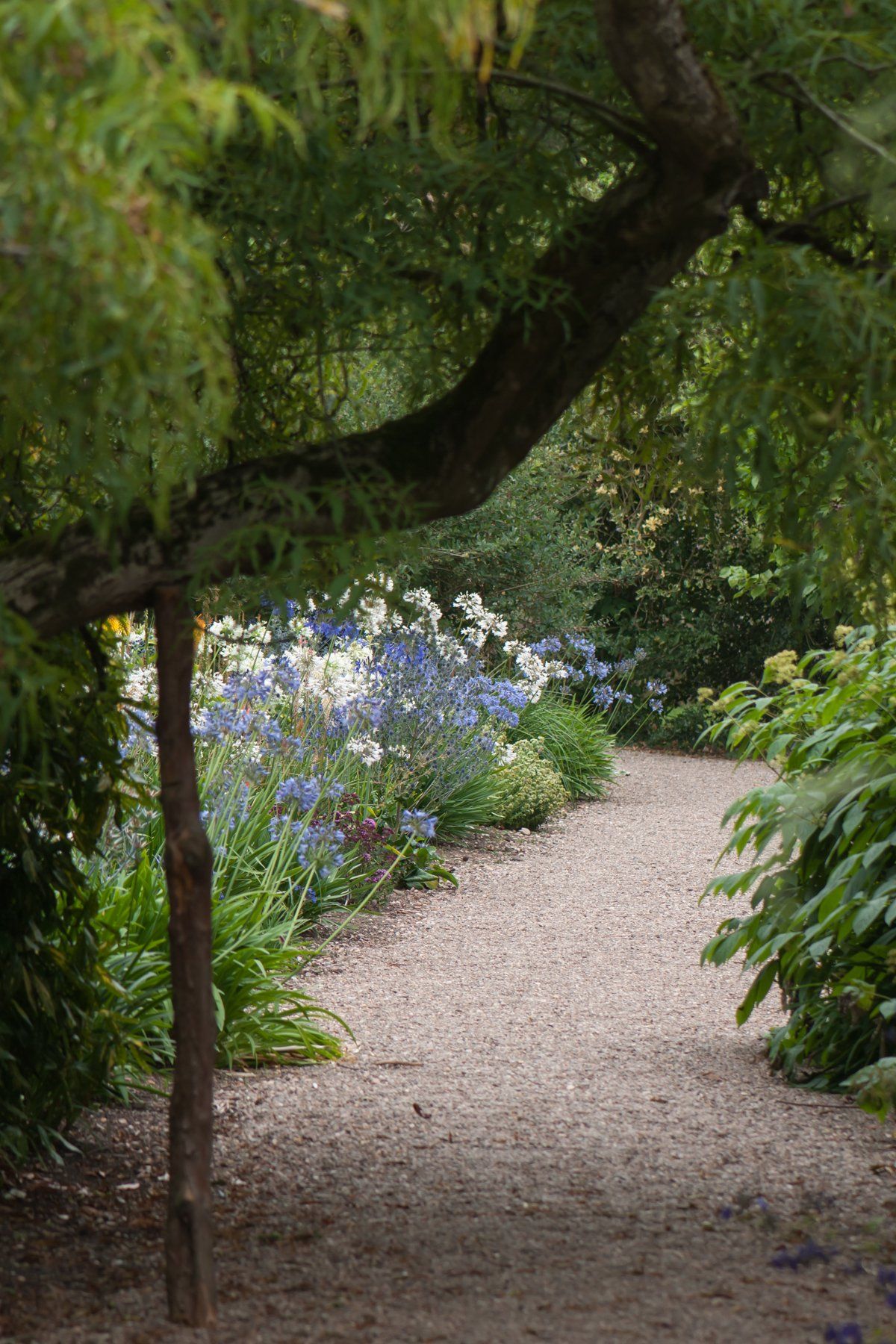 A gravel pathway running through Spetchley Park garden surrounded by trees and flowers.