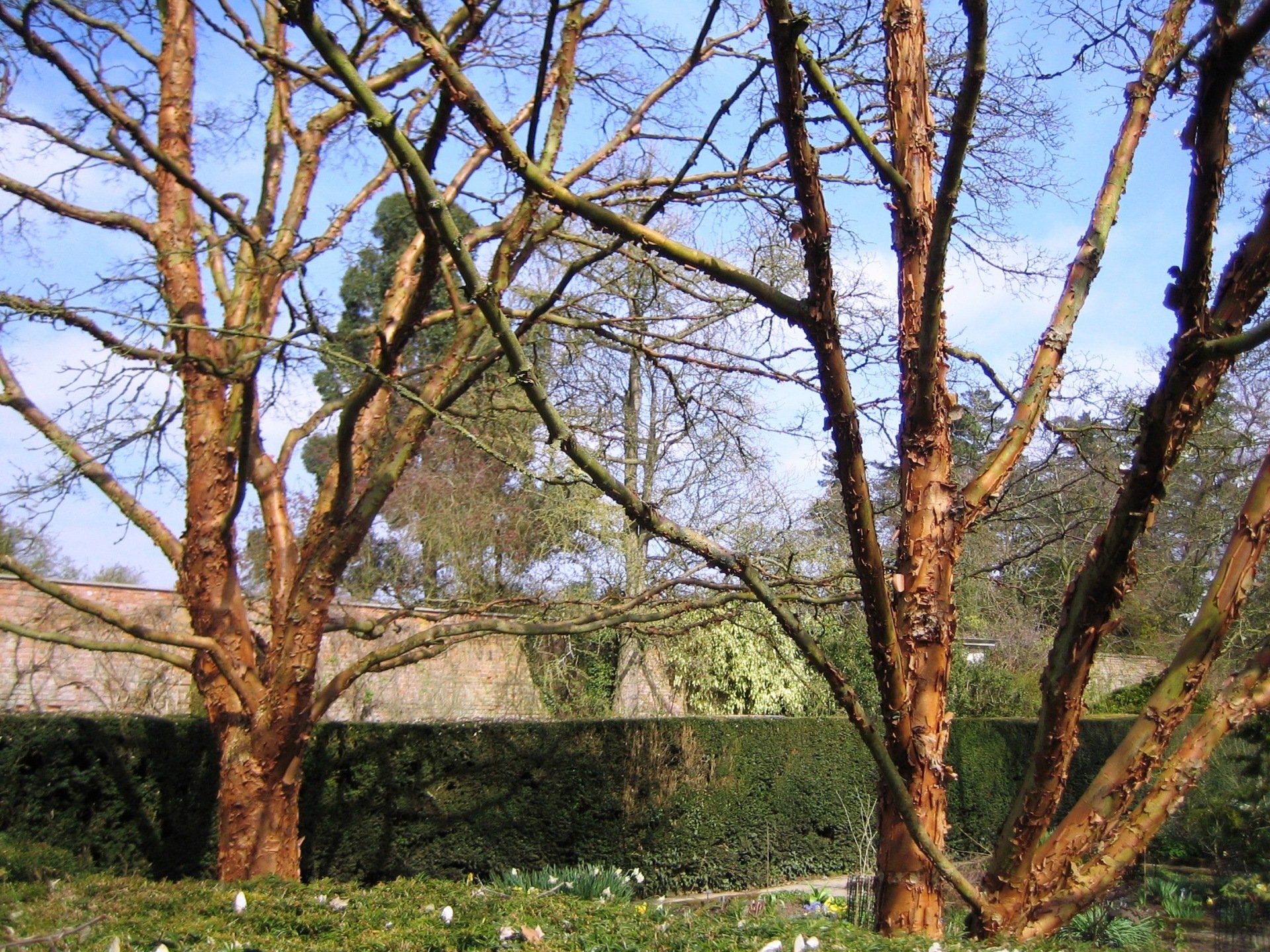 A row of trees with a hedge in the background