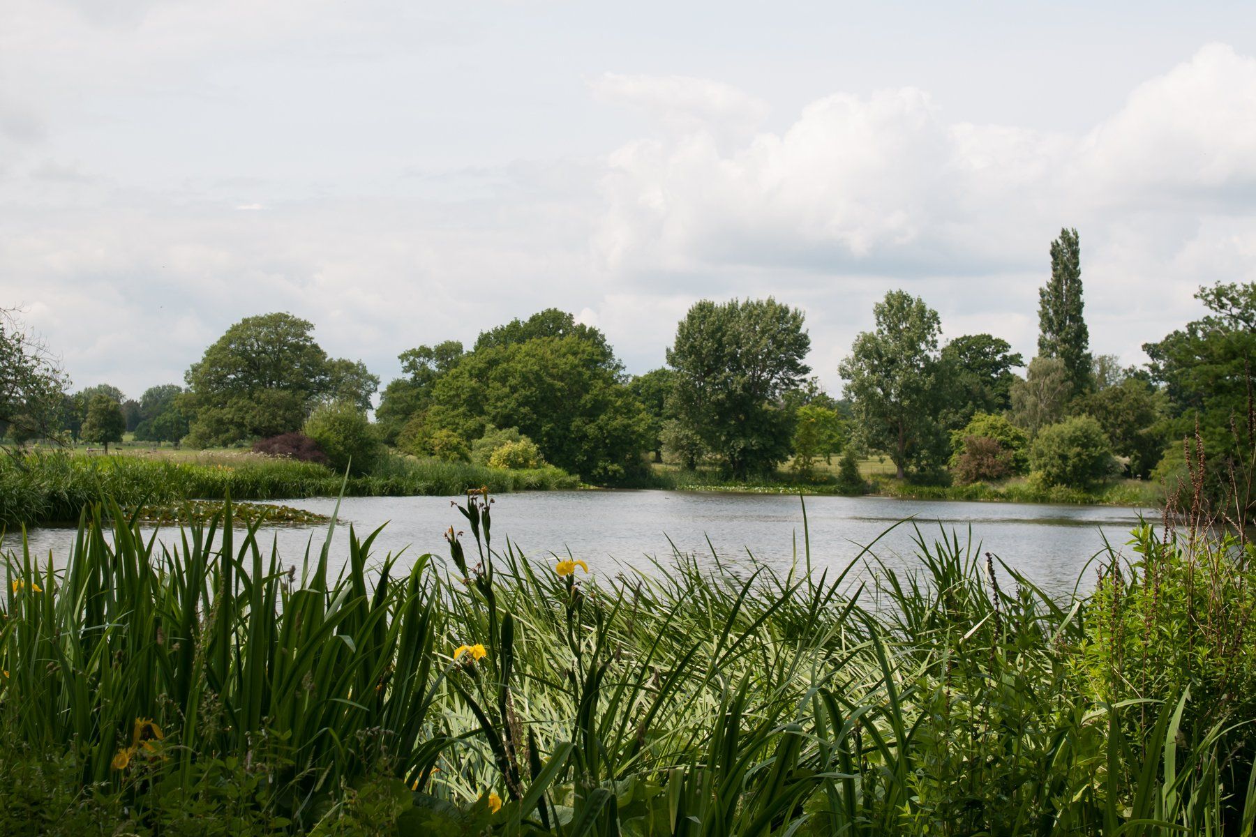 A lake surrounded by tall grass and trees on a cloudy day