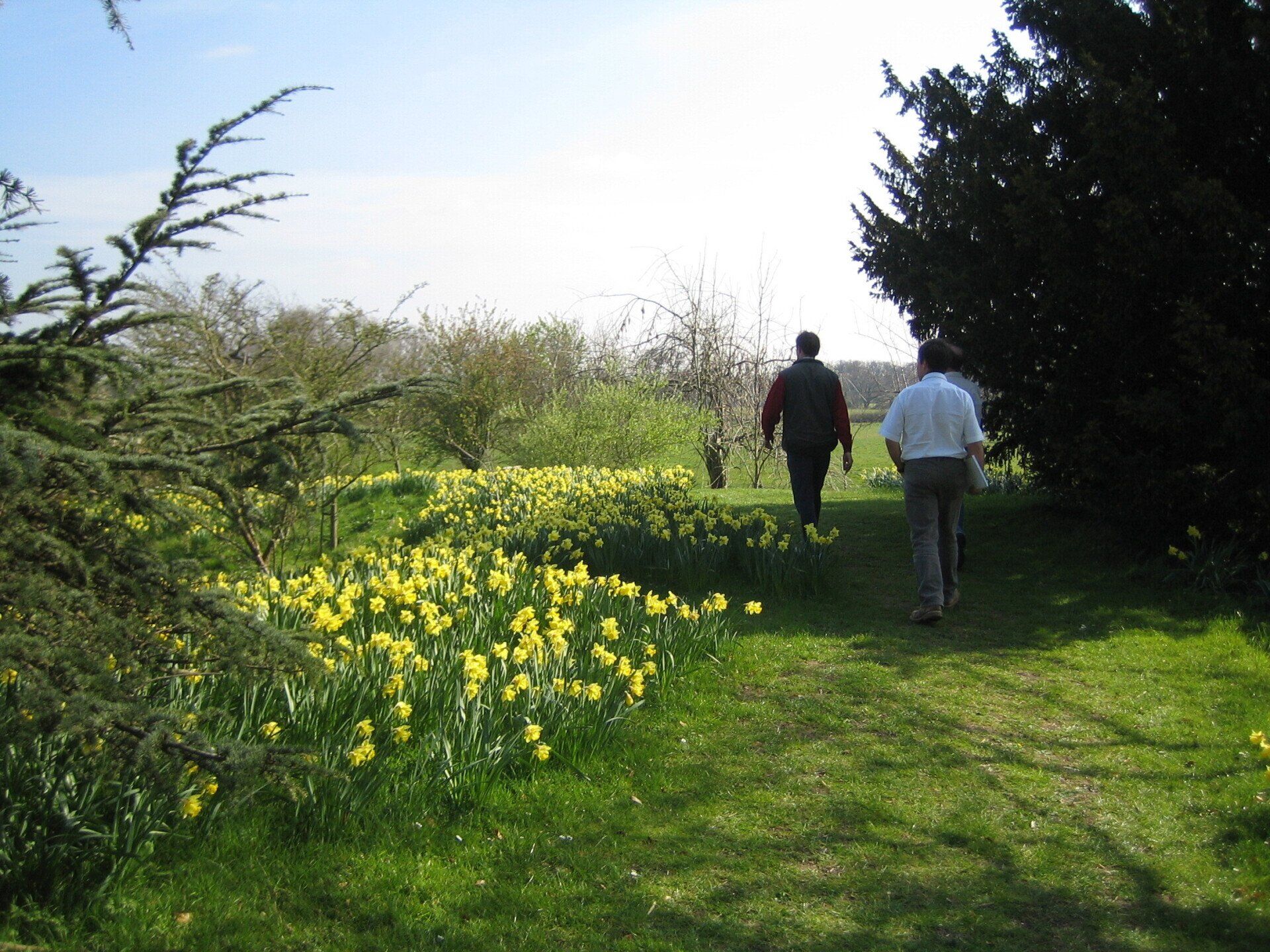 Two people are walking through a field of yellow flowers