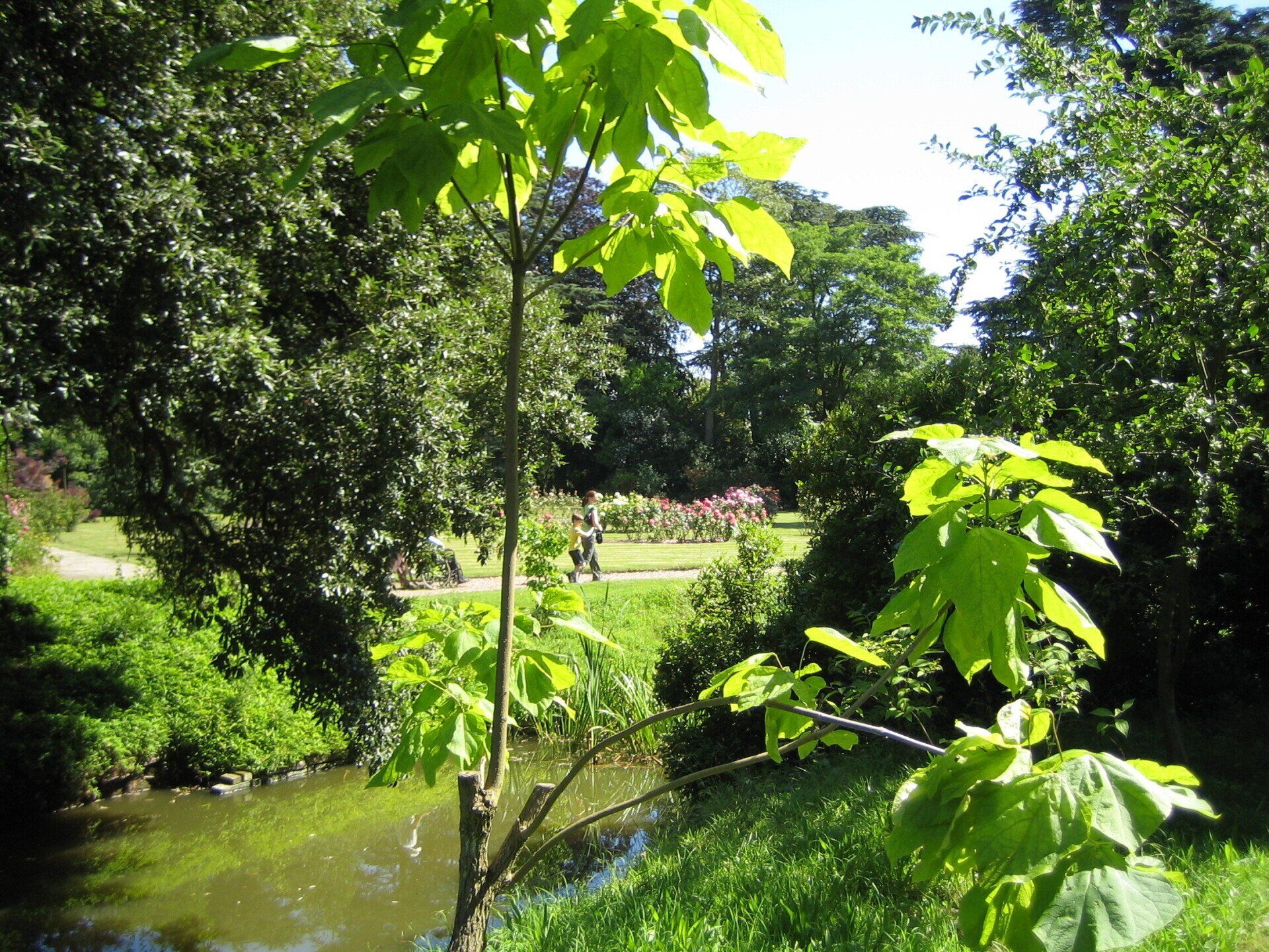 A tree with lots of green leaves in a park