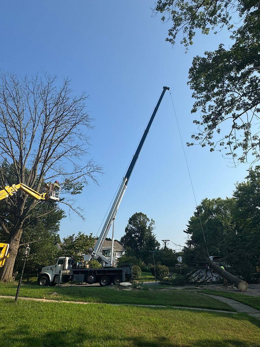 A crane is cutting a tree in a park.