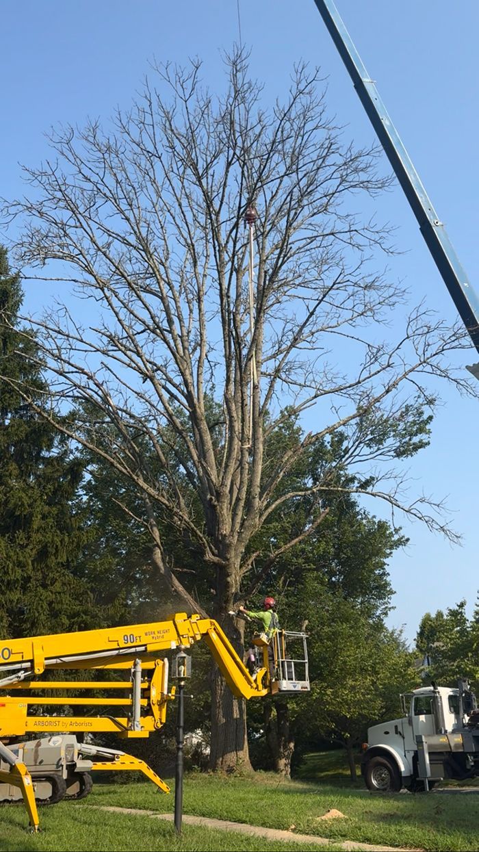 A man is cutting a tree with a crane.