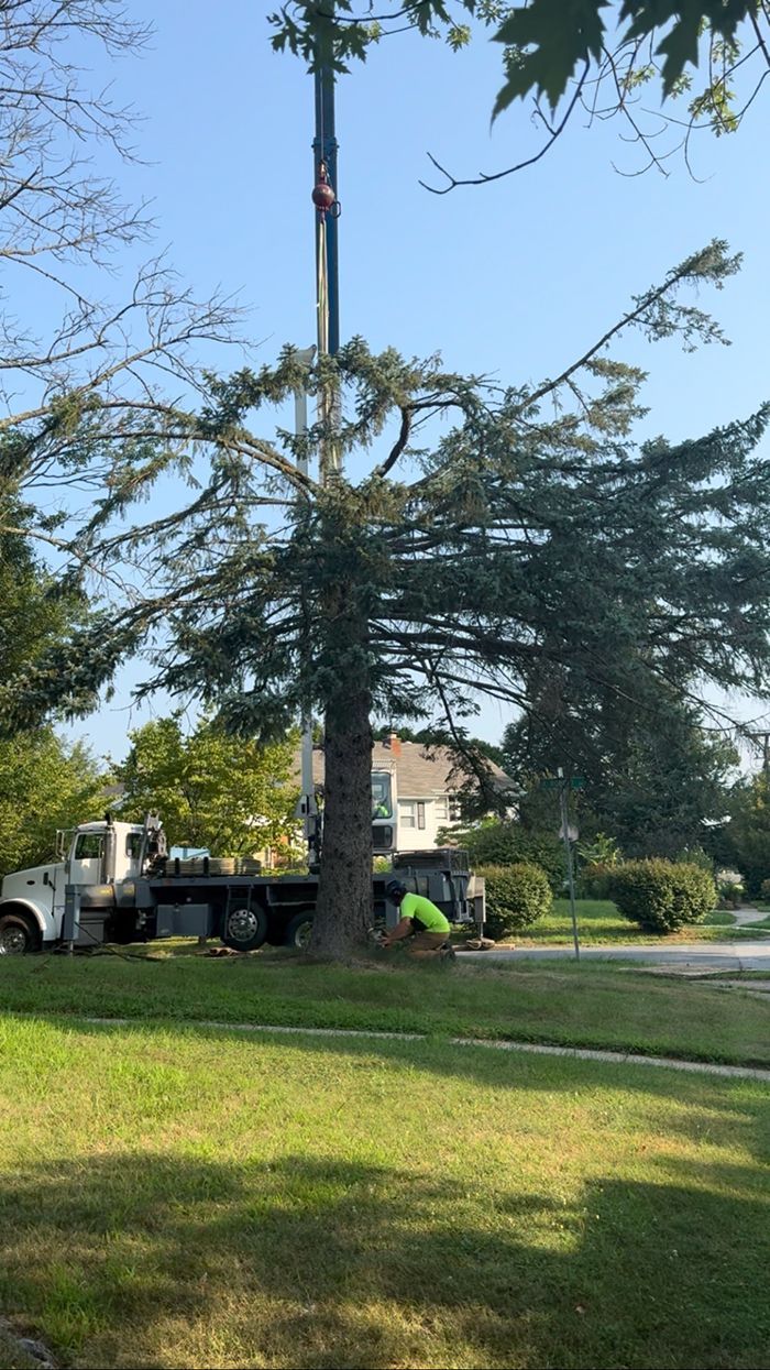 A tree is being cut down by a crane in a park.