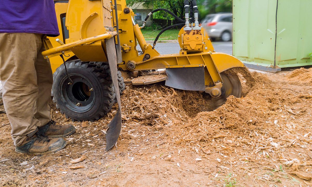 A man is using a stump grinder to remove a tree stump.