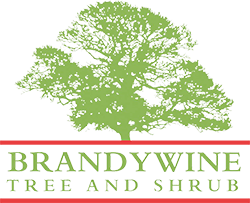A logo for brandywine tree and shrub