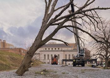 A crane is cutting a tree in front of a building.