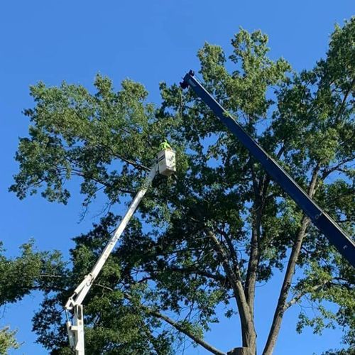A man is cutting a tree with a crane.