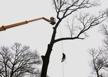 A man is climbing a tree with a crane in the background.
