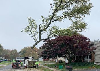 A tree is being cut down in a residential neighborhood.