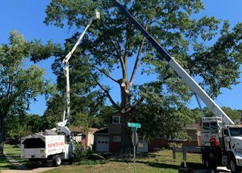 A large tree is being cut down by a crane.