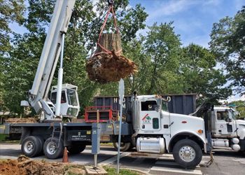 A crane is lifting a tree stump from a truck.