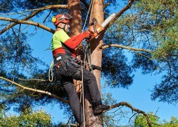 A man is cutting a tree with a chainsaw.