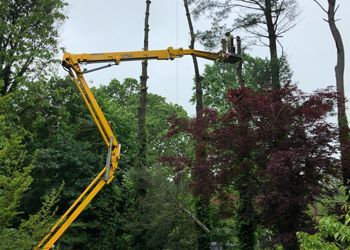 A yellow crane is cutting a tree in a forest.