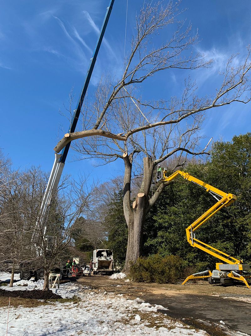 A large tree is being cut down by a crane.