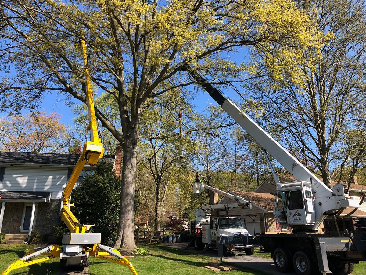 A man is using a stump grinder to remove a tree stump.