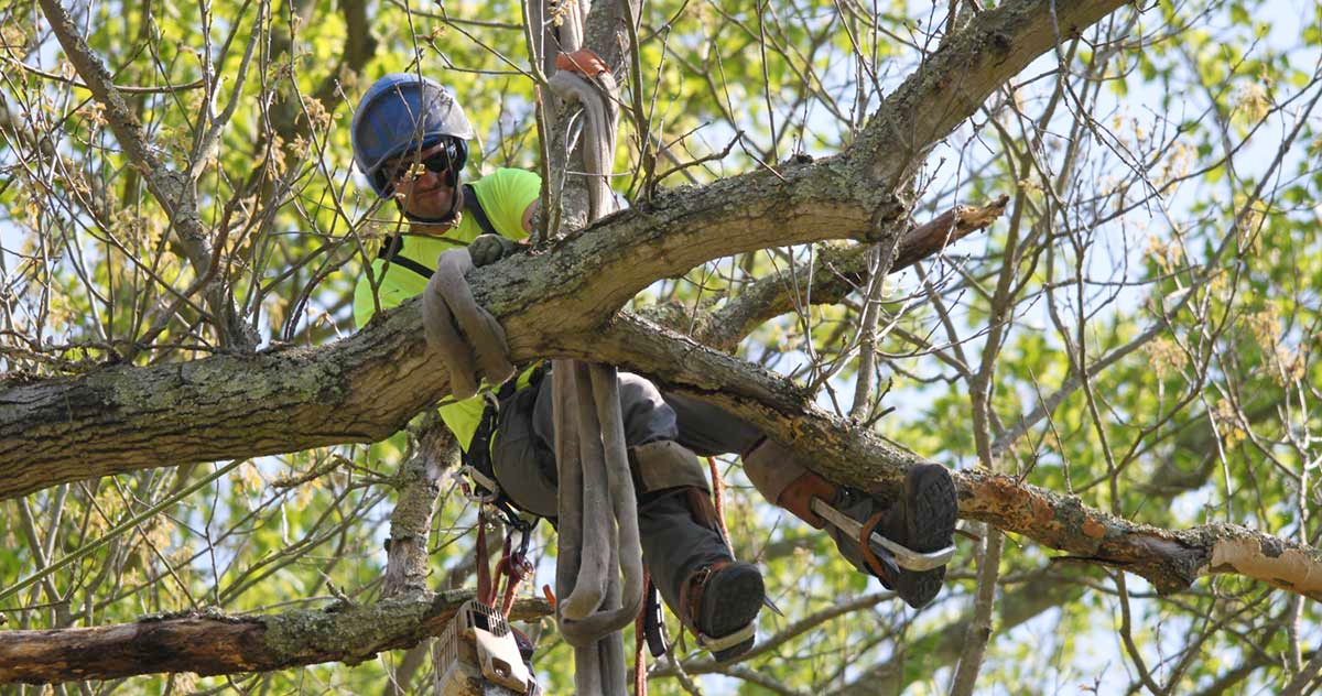 A man is hanging from a tree branch.