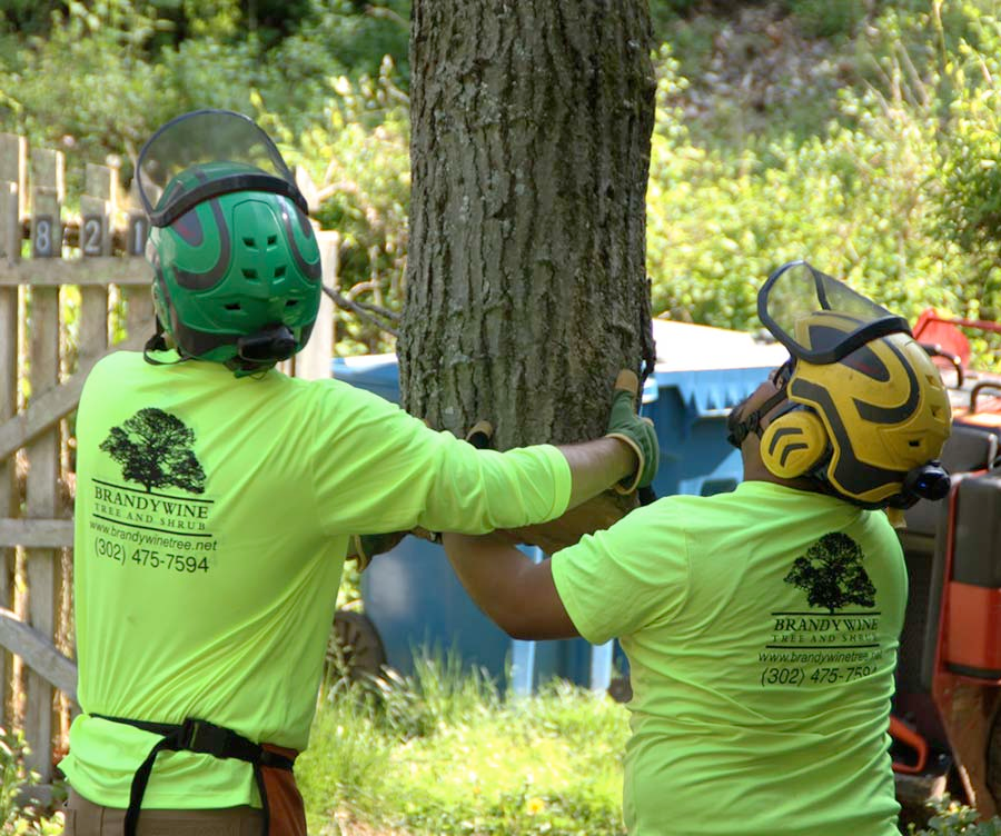 Two men in neon green shirts are working on a tree.