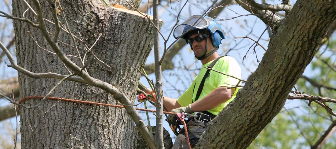 A man in a yellow shirt is climbing a tree.