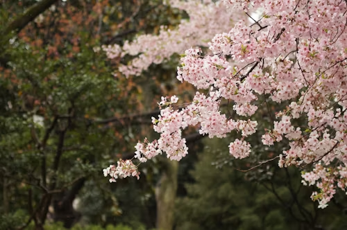 Pink cherry blossoms hanging over a dark green forest background
