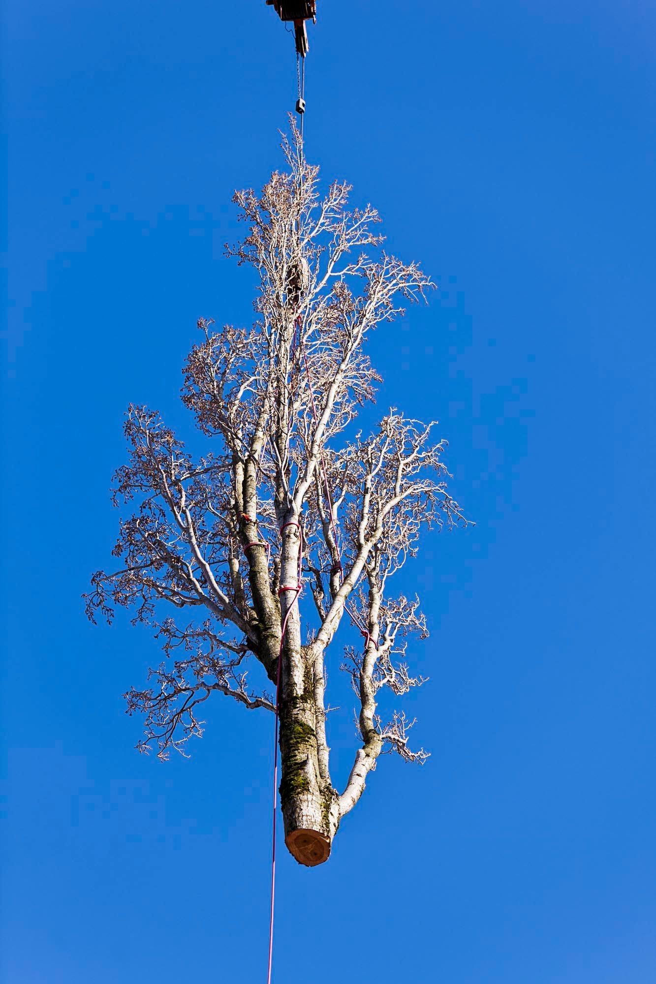 A tree trunk suspended in the air against a bright blue sky.