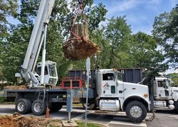 A crane lifting a tree, wrapped in burlap, onto a flatbed truck. Daytime, outdoors.