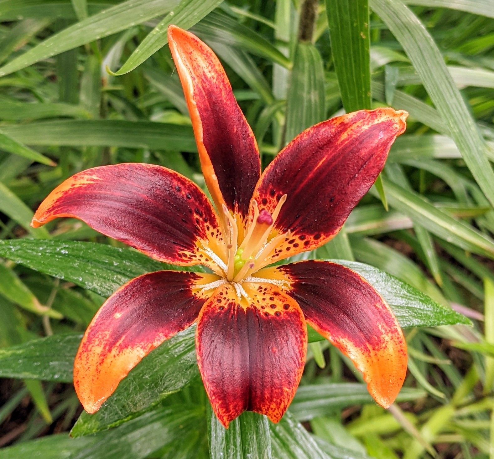 A close up of a red and orange flower with green leaves in the background
