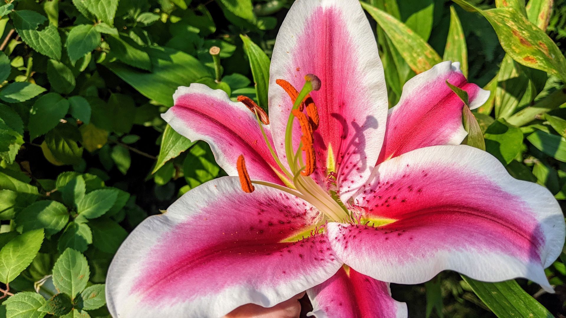 A pink and white lily.