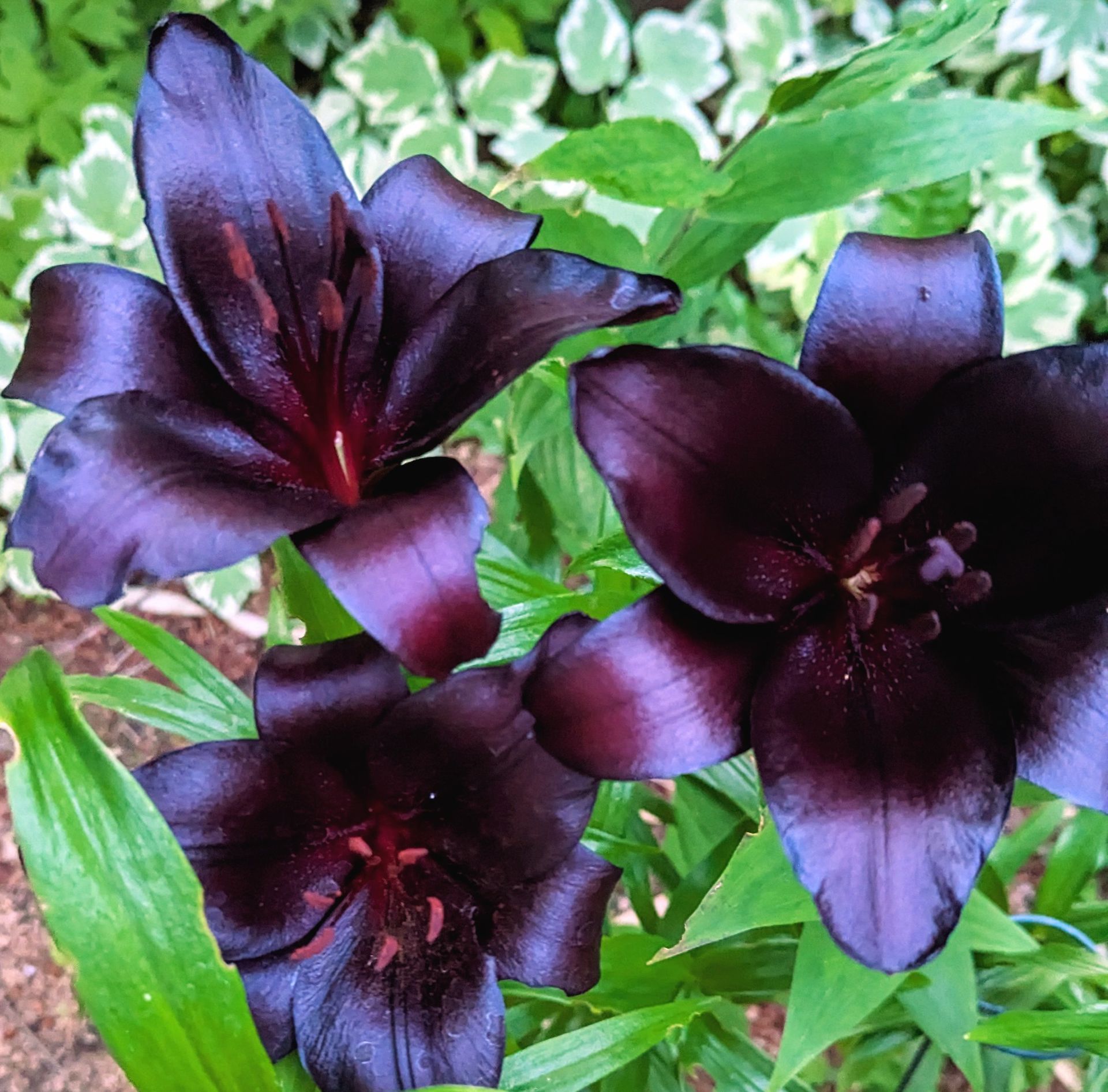 Three dark purple flowers are surrounded by green leaves