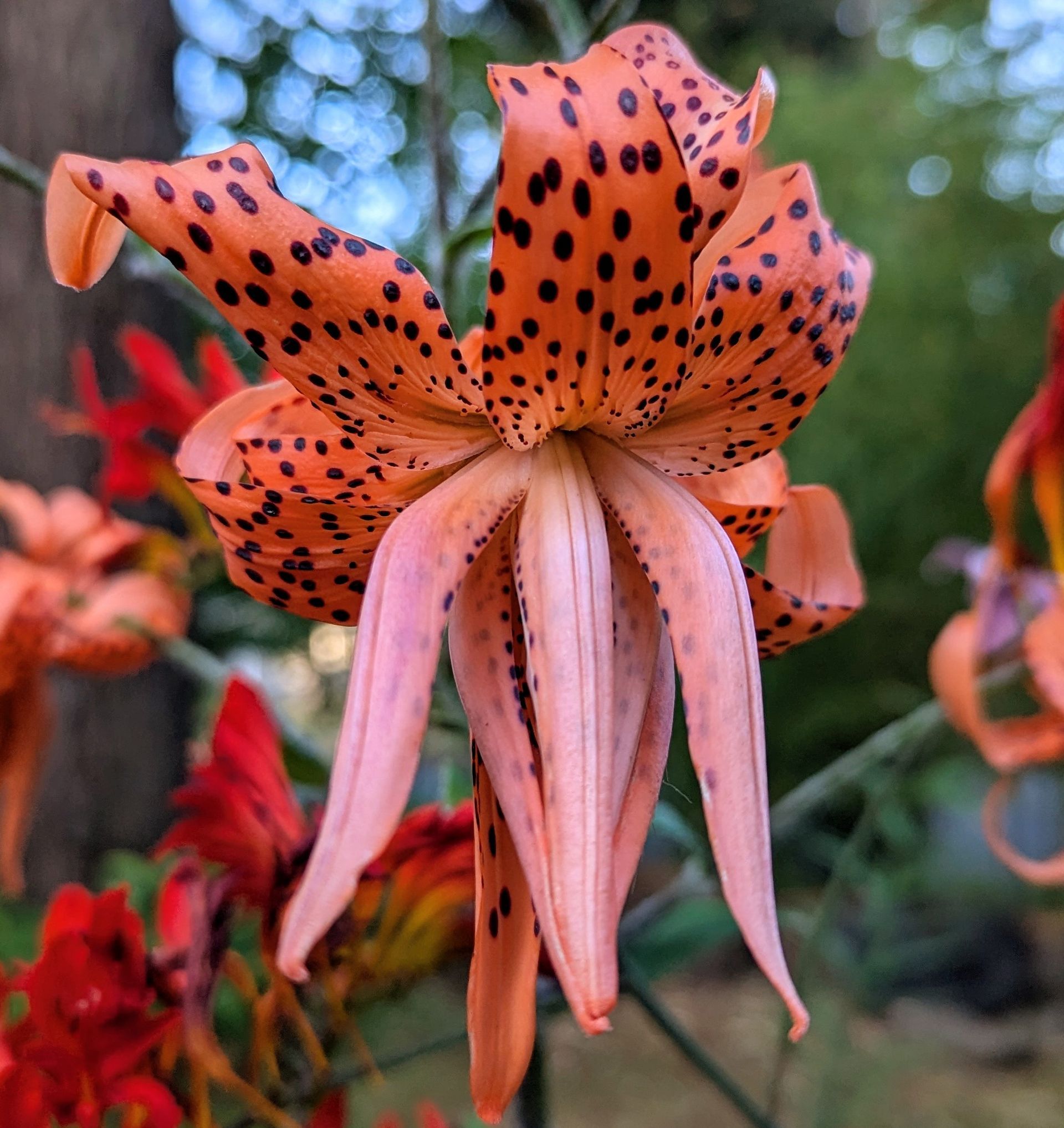A close up of an orange flower with black spots