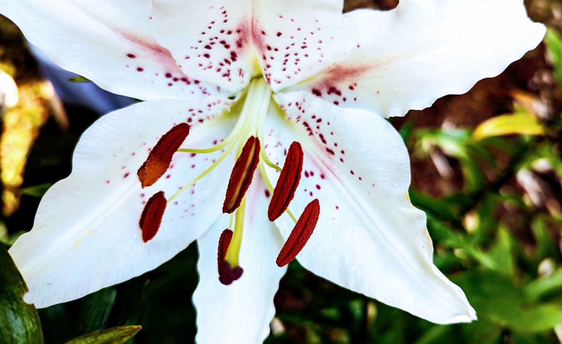 A close up of a white lily with red spots